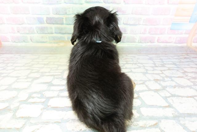 東京都のハーフ犬・ミックス犬 (Coo&RIKU新宿三丁目店/2026年6月16日生まれ/男の子/ブラックタン)の子犬の4枚目の画像