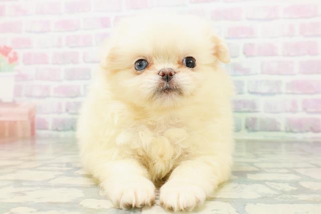 神奈川県のハーフ犬・ミックス犬 (Coo&RIKU秦野店/2026年6月16日生まれ/女の子/クリーム)の子犬の1枚目の画像
