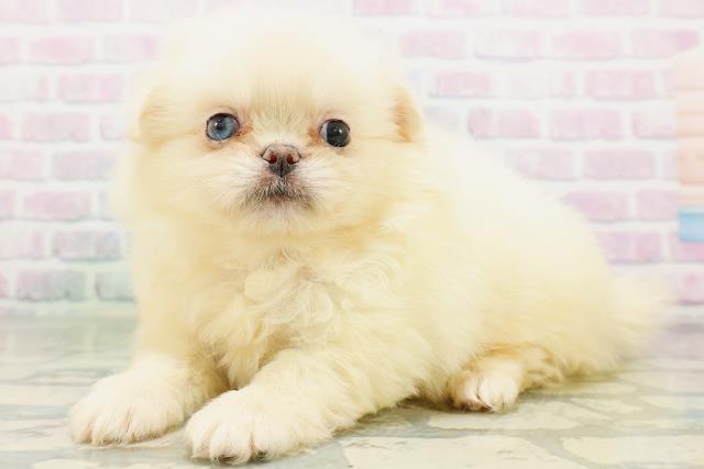 神奈川県のハーフ犬・ミックス犬 (Coo&RIKU秦野店/2026年6月16日生まれ/女の子/クリーム)の子犬の2枚目の画像
