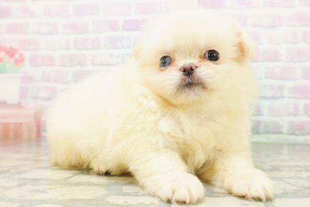 神奈川県のハーフ犬・ミックス犬 (Coo&RIKU秦野店/2026年6月16日生まれ/女の子/クリーム)の子犬の3枚目の画像