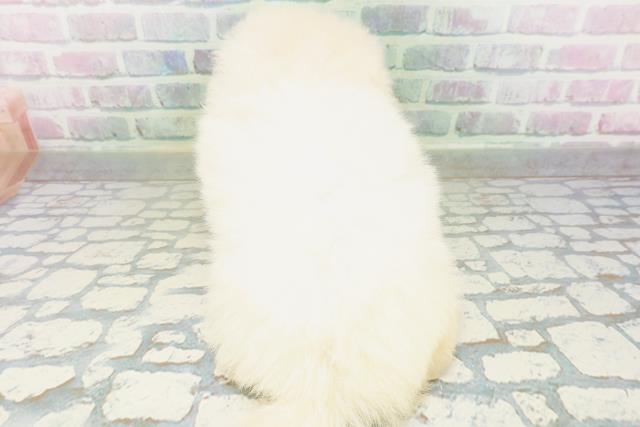 神奈川県のハーフ犬・ミックス犬 (Coo&RIKU秦野店/2026年6月16日生まれ/女の子/クリーム)の子犬の4枚目の画像