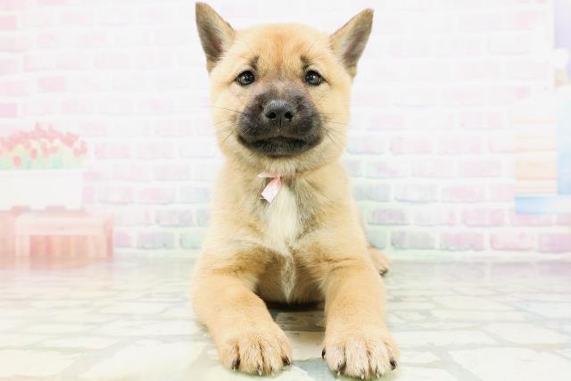 北海道犬