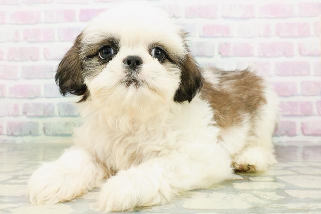 群馬県のシーズー (Coo&RIKU前橋店/2026年6月15日生まれ/男の子/ホワイトゴールド)の子犬の2枚目の画像