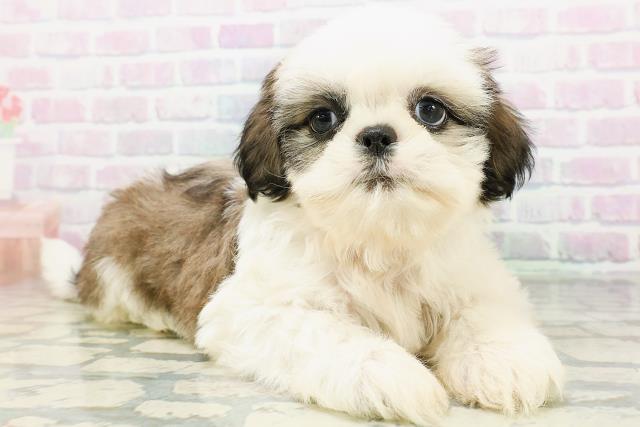 群馬県のシーズー (Coo&RIKU前橋店/2026年6月15日生まれ/男の子/ホワイトゴールド)の子犬の3枚目の画像