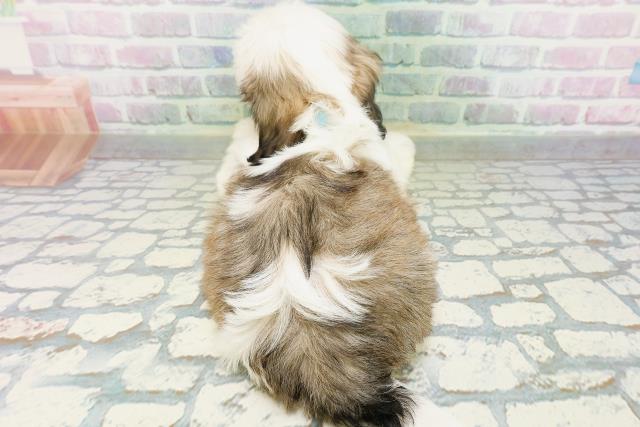群馬県のシーズー (Coo&RIKU前橋店/2026年6月15日生まれ/男の子/ホワイトゴールド)の子犬の4枚目の画像