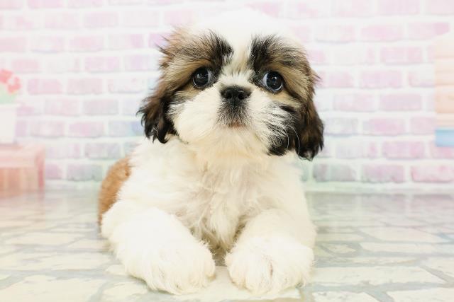 茨城県のシーズー (Coo&RIKU石岡店/2026年6月15日生まれ/女の子/ホワイトゴールド)の子犬の1枚目の画像