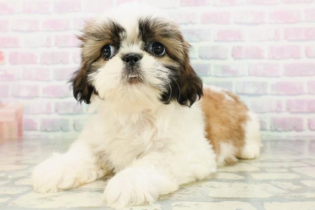 茨城県のシーズー (Coo&RIKU石岡店/2026年6月15日生まれ/女の子/ホワイトゴールド)の子犬の2枚目の画像