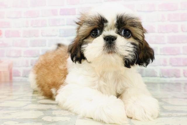 茨城県のシーズー (Coo&RIKU石岡店/2026年6月15日生まれ/女の子/ホワイトゴールド)の子犬の3枚目の画像
