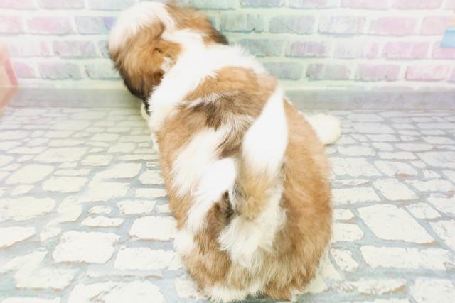 茨城県のシーズー (Coo&RIKU石岡店/2026年6月15日生まれ/女の子/ホワイトゴールド)の子犬の4枚目の画像
