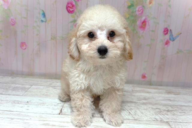 栃木県のトイプードル(トイ) (Coo&RIKU足利店/2026年6月16日生まれ/男の子/クリーム)の子犬の1枚目の画像