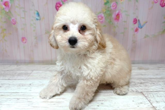 栃木県のトイプードル(トイ) (Coo&RIKU足利店/2026年6月16日生まれ/男の子/クリーム)の子犬の2枚目の画像