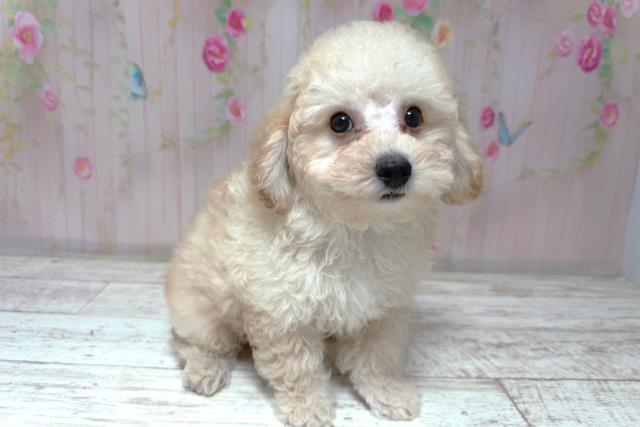 栃木県のトイプードル(トイ) (Coo&RIKU足利店/2026年6月16日生まれ/男の子/クリーム)の子犬の3枚目の画像