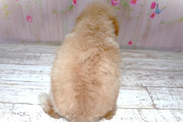 栃木県のトイプードル(トイ) (Coo&RIKU足利店/2026年6月16日生まれ/男の子/クリーム)の子犬の4枚目の画像