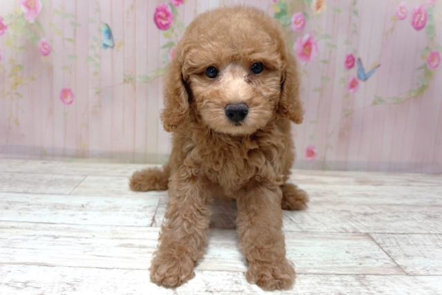 埼玉県のトイプードル(トイ) (Coo&RIKU桶川店/2026年6月16日生まれ/男の子/レッド)の子犬の1枚目の画像