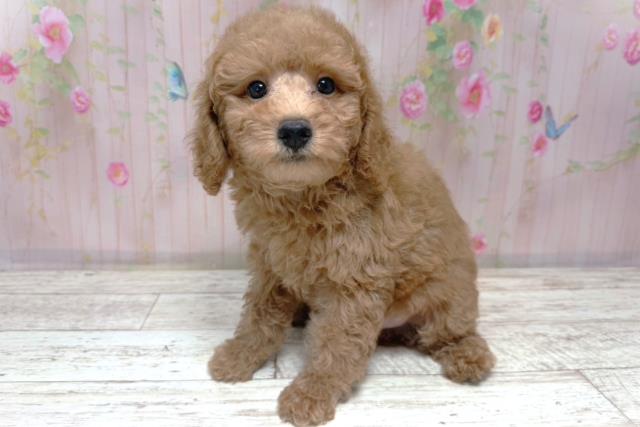 埼玉県のトイプードル(トイ) (Coo&RIKU桶川店/2026年6月16日生まれ/男の子/レッド)の子犬の2枚目の画像