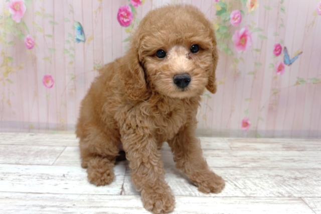 埼玉県のトイプードル(トイ) (Coo&RIKU桶川店/2026年6月16日生まれ/男の子/レッド)の子犬の3枚目の画像