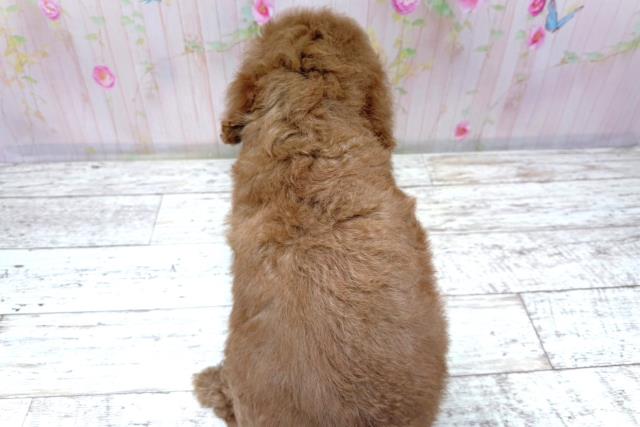埼玉県のトイプードル(トイ) (Coo&RIKU桶川店/2026年6月16日生まれ/男の子/レッド)の子犬の4枚目の画像