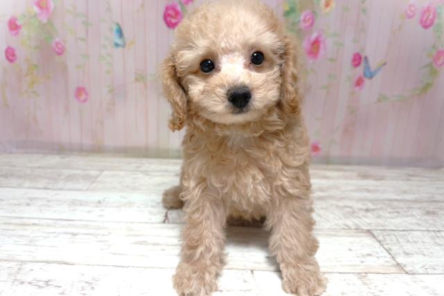 北海道のトイプードル(トイ) (Coo&RIKU室蘭店/2026年6月16日生まれ/女の子/アプリコット)の子犬の1枚目の画像