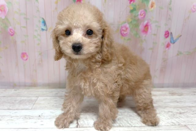 北海道のトイプードル(トイ) (Coo&RIKU室蘭店/2026年6月16日生まれ/女の子/アプリコット)の子犬の2枚目の画像