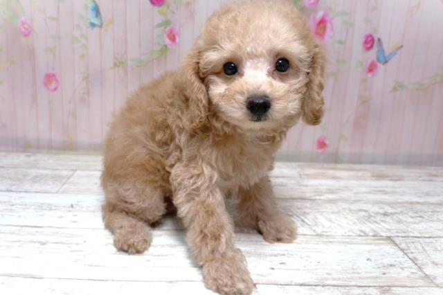 北海道のトイプードル(トイ) (Coo&RIKU室蘭店/2026年6月16日生まれ/女の子/アプリコット)の子犬の3枚目の画像