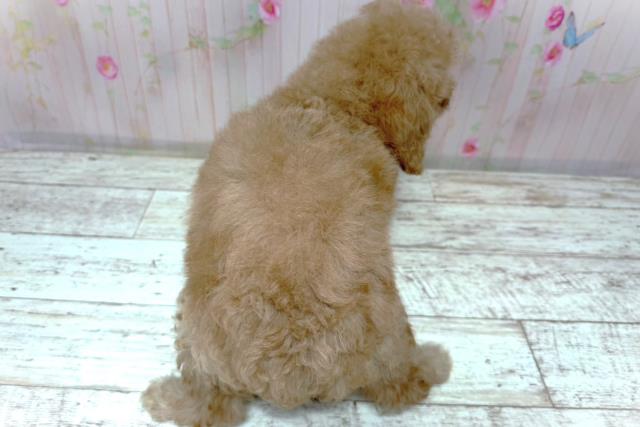 北海道のトイプードル(トイ) (Coo&RIKU室蘭店/2026年6月16日生まれ/女の子/アプリコット)の子犬の4枚目の画像