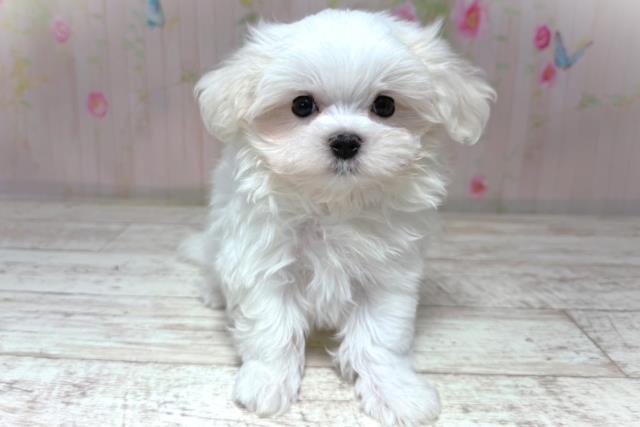 栃木県のマルチーズ (Coo&RIKU宇都宮店/2026年6月18日生まれ/男の子/ホワイト)の子犬の1枚目の画像