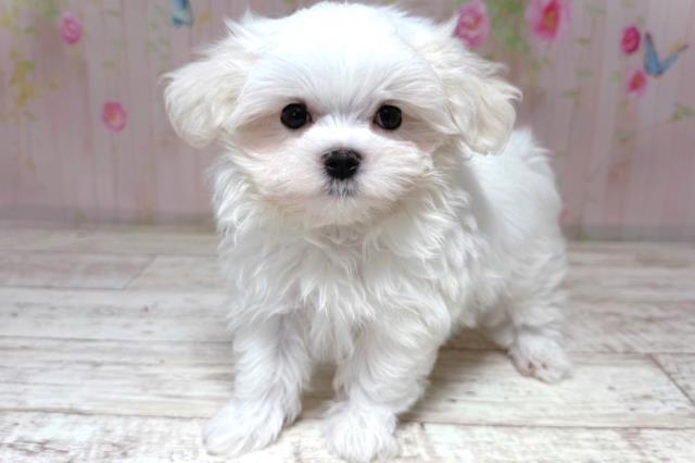 栃木県のマルチーズ (Coo&RIKU宇都宮店/2026年6月18日生まれ/男の子/ホワイト)の子犬の2枚目の画像
