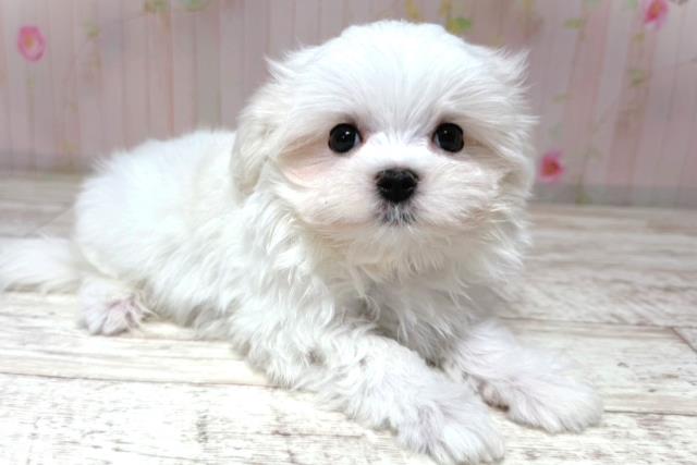 栃木県のマルチーズ (Coo&RIKU宇都宮店/2026年6月18日生まれ/男の子/ホワイト)の子犬の3枚目の画像