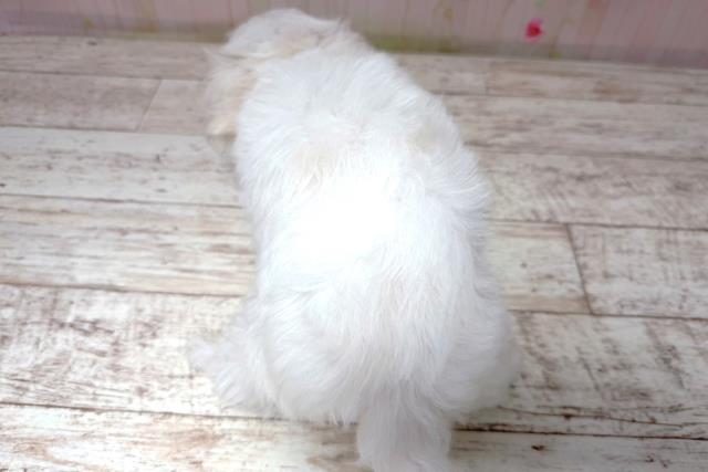 栃木県のマルチーズ (Coo&RIKU宇都宮店/2026年6月18日生まれ/男の子/ホワイト)の子犬の4枚目の画像