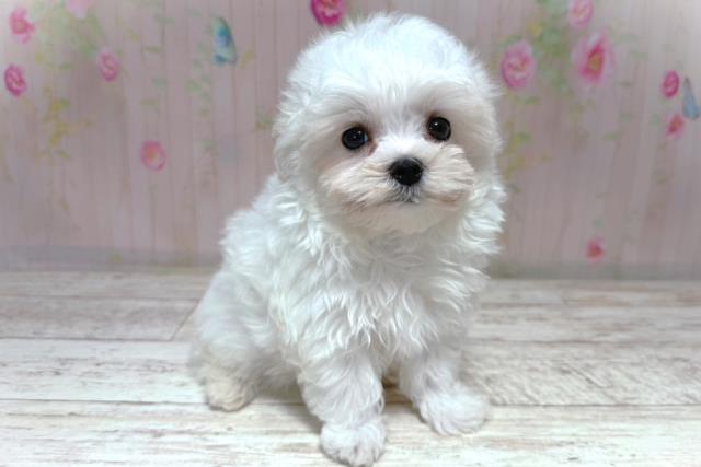 埼玉県のマルチーズ (Coo&RIKU春日部店/2026年6月18日生まれ/男の子/ホワイト)の子犬の3枚目の画像