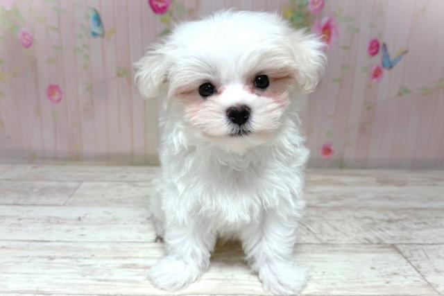 栃木県のマルチーズ (Coo&RIKU宇都宮店/2026年6月18日生まれ/男の子/ホワイト)の子犬の1枚目の画像