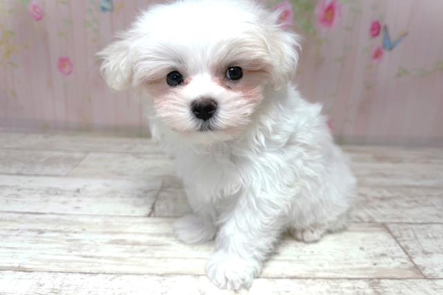 栃木県のマルチーズ (Coo&RIKU宇都宮店/2026年6月18日生まれ/男の子/ホワイト)の子犬の2枚目の画像