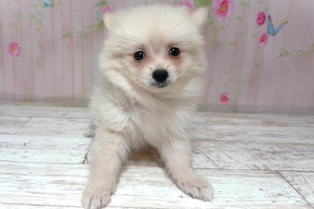 埼玉県のポメラニアン (Coo&RIKUヤオコー幸手店/2026年6月20日生まれ/男の子/クリーム)の子犬の1枚目の画像