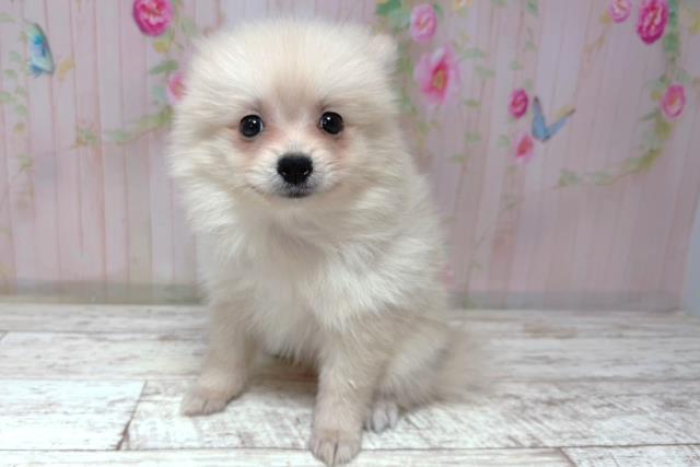 埼玉県のポメラニアン (Coo&RIKUヤオコー幸手店/2026年6月20日生まれ/男の子/クリーム)の子犬の2枚目の画像