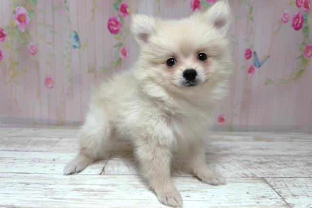 埼玉県のポメラニアン (Coo&RIKUヤオコー幸手店/2026年6月20日生まれ/男の子/クリーム)の子犬の3枚目の画像