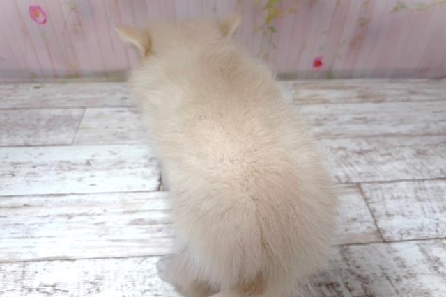 埼玉県のポメラニアン (Coo&RIKUヤオコー幸手店/2026年6月20日生まれ/男の子/クリーム)の子犬の4枚目の画像