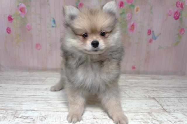 北海道のポメラニアン (Coo&RIKU函館店/2026年6月20日生まれ/男の子/ウルフセーブル)の子犬の1枚目の画像
