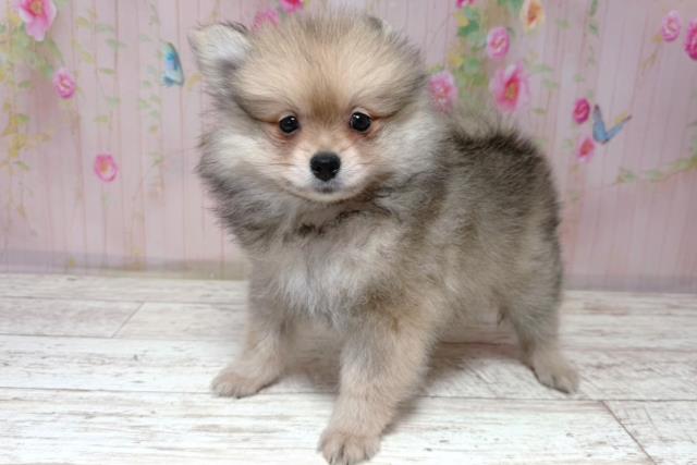 北海道のポメラニアン (Coo&RIKU函館店/2026年6月20日生まれ/男の子/ウルフセーブル)の子犬の2枚目の画像