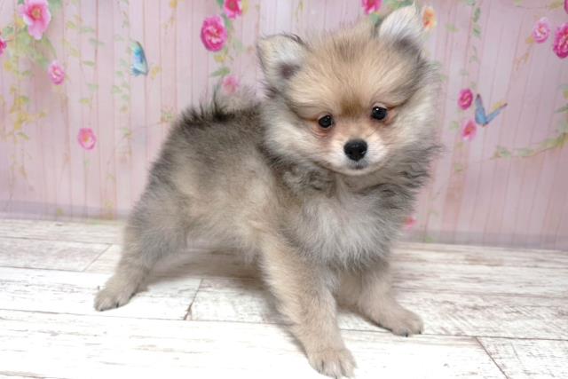 北海道のポメラニアン (Coo&RIKU函館店/2026年6月20日生まれ/男の子/ウルフセーブル)の子犬の3枚目の画像