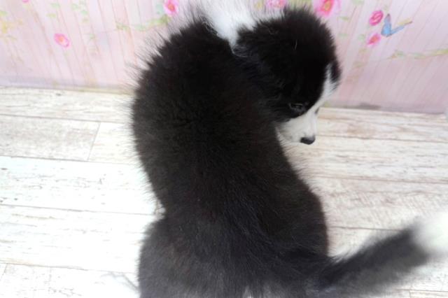埼玉県のボーダーコリー (Coo&RIKU川越店/2026年6月19日生まれ/男の子/ブラックホワイト)の子犬の4枚目の画像