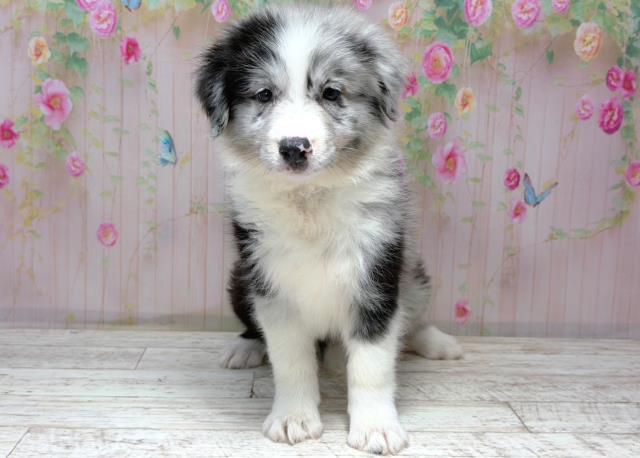 埼玉県のボーダーコリー (Coo&RIKU岩槻店/2026年6月19日生まれ/女の子/ブルーマール)の子犬の1枚目の画像