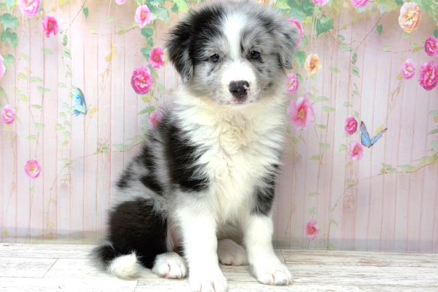 埼玉県のボーダーコリー (Coo&RIKU岩槻店/2026年6月19日生まれ/女の子/ブルーマール)の子犬の3枚目の画像