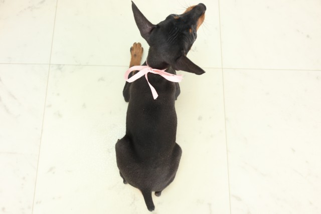 岡山県のミニチュアピンシャー (Coo&RIKU岡山店/2026年6月19日生まれ/女の子/ブラックタン)の子犬の4枚目の画像