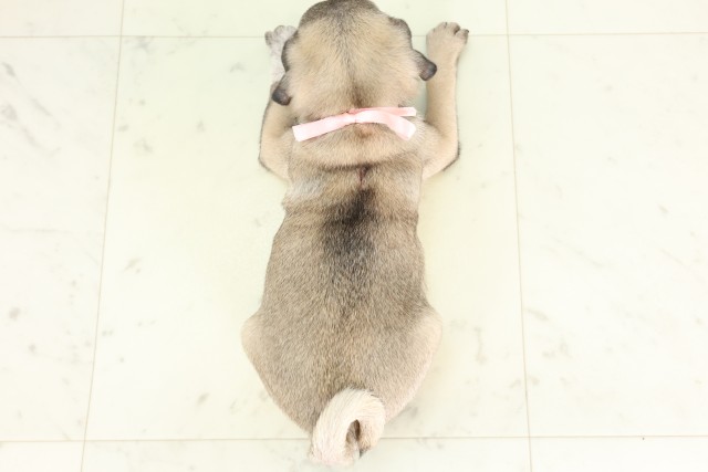 群馬県のパグ (Coo&RIKU藤岡店/2026年6月19日生まれ/女の子/フォーン)の子犬の4枚目の画像
