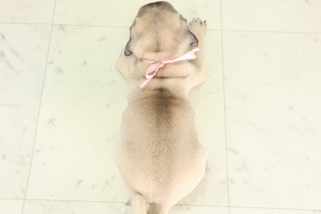 徳島県のパグ (Coo&RIKU徳島店/2026年6月19日生まれ/女の子/フォーン)の子犬の4枚目の画像
