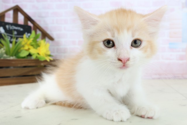 広島県のノルウェージャンフォレストキャット (Coo&RIKU福山店/2026年6月17日生まれ/男の子/レッドタビーホワイト)の子猫の2枚目の画像