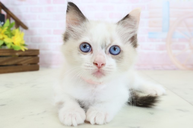 広島県のラグドール (Coo&RIKU福山店/2026年6月18日生まれ/女の子/シールポイントバイカラー)の子猫の1枚目の画像