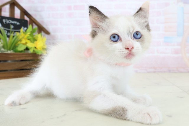 広島県のラグドール (Coo&RIKU福山店/2026年6月18日生まれ/女の子/シールポイントバイカラー)の子猫の2枚目の画像