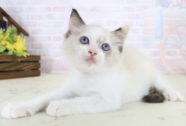 広島県のラグドール (Coo&RIKU福山店/2026年6月18日生まれ/女の子/シールポイントバイカラー)の子猫の3枚目の画像
