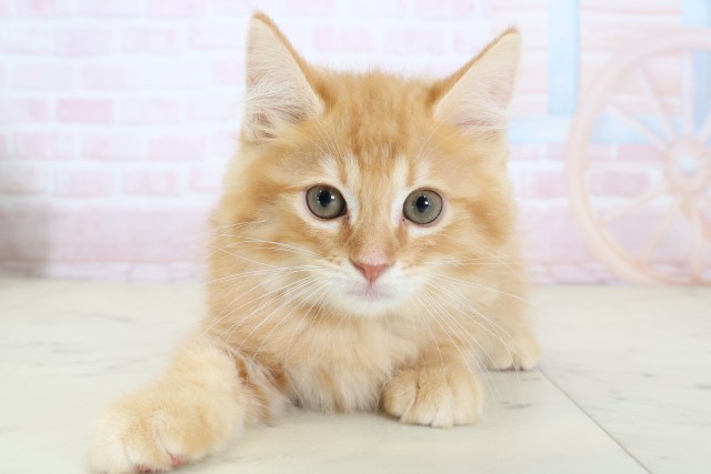 福岡県のマンチカン (Coo&RIKU小倉店/2026年6月10日生まれ/男の子/レッドタビー)の子猫の1枚目の画像